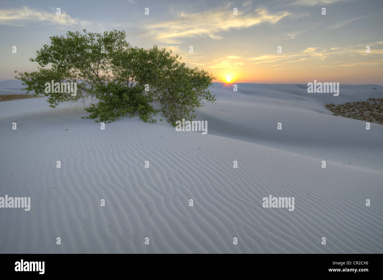 Rio Grande Cottonwood Tree, (Populus deltoides), growing in the dunes