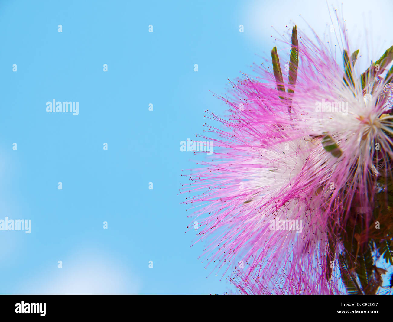 Pink powderpuff flower Stock Photo Alamy