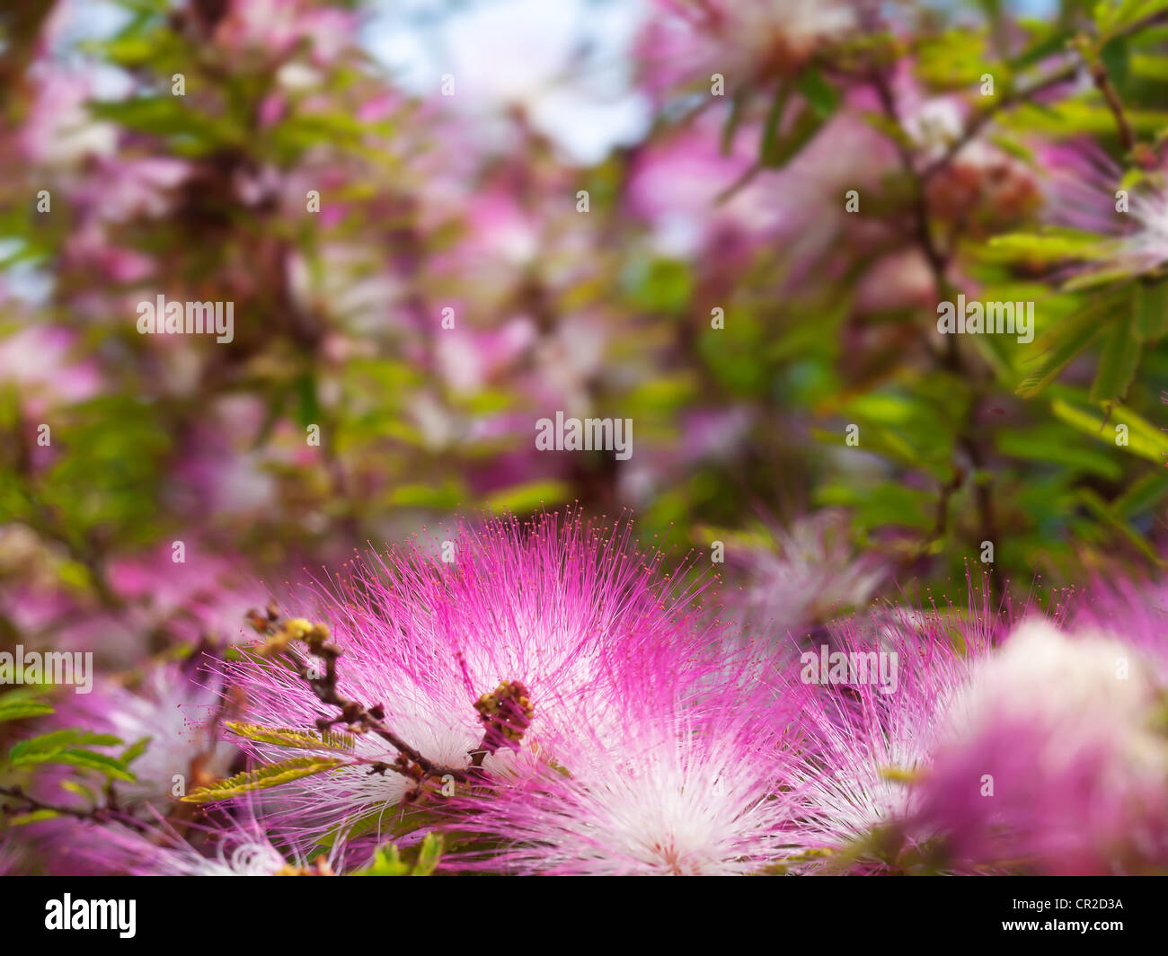 Pink powderpuff flower Stock Photo Alamy