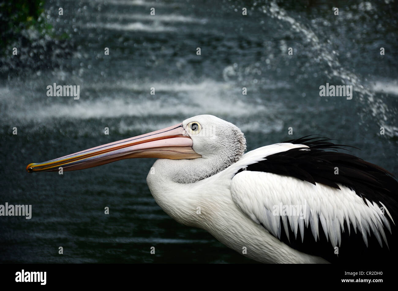 Pelican At The Zoo, Ragunan Zoo, Jakarta, Indonesia Stock Photo - Alamy