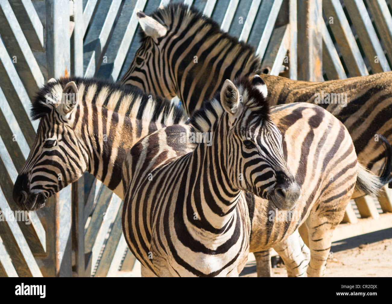 Zebra colchester zoo hi-res stock photography and images - Alamy