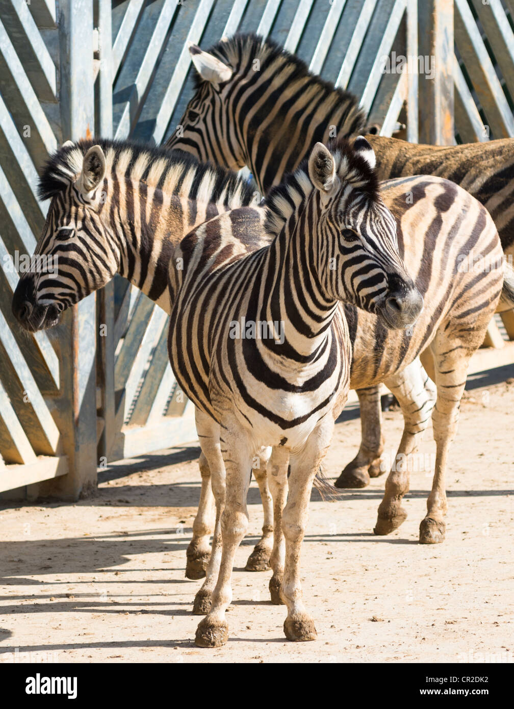 Zebras at Colchester zoo, Suffolk, England Stock Photo Alamy