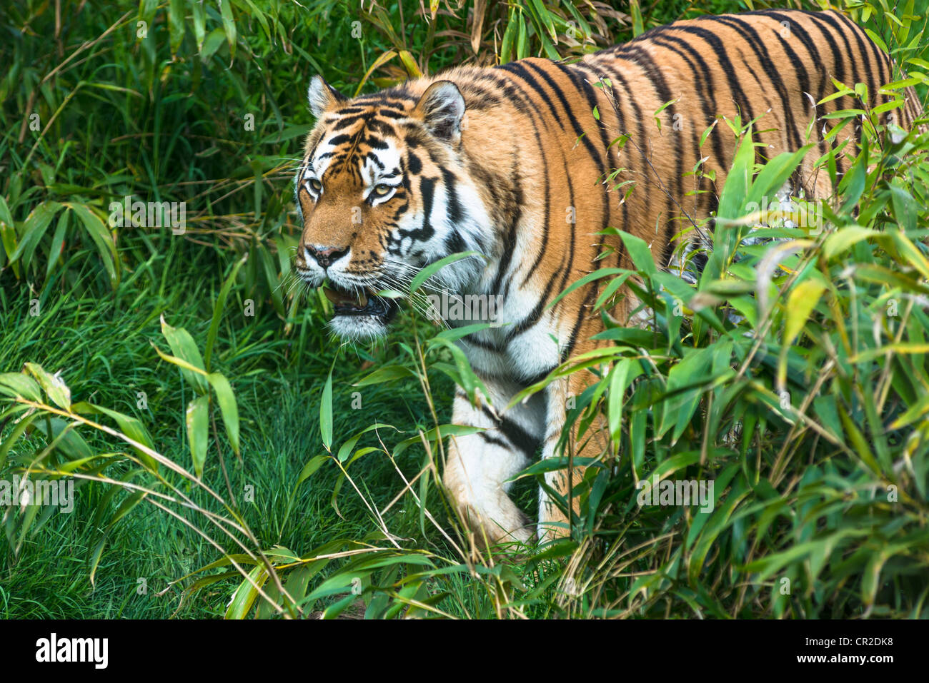 Bengal Tiger walking through vegetation. Stock Photo
