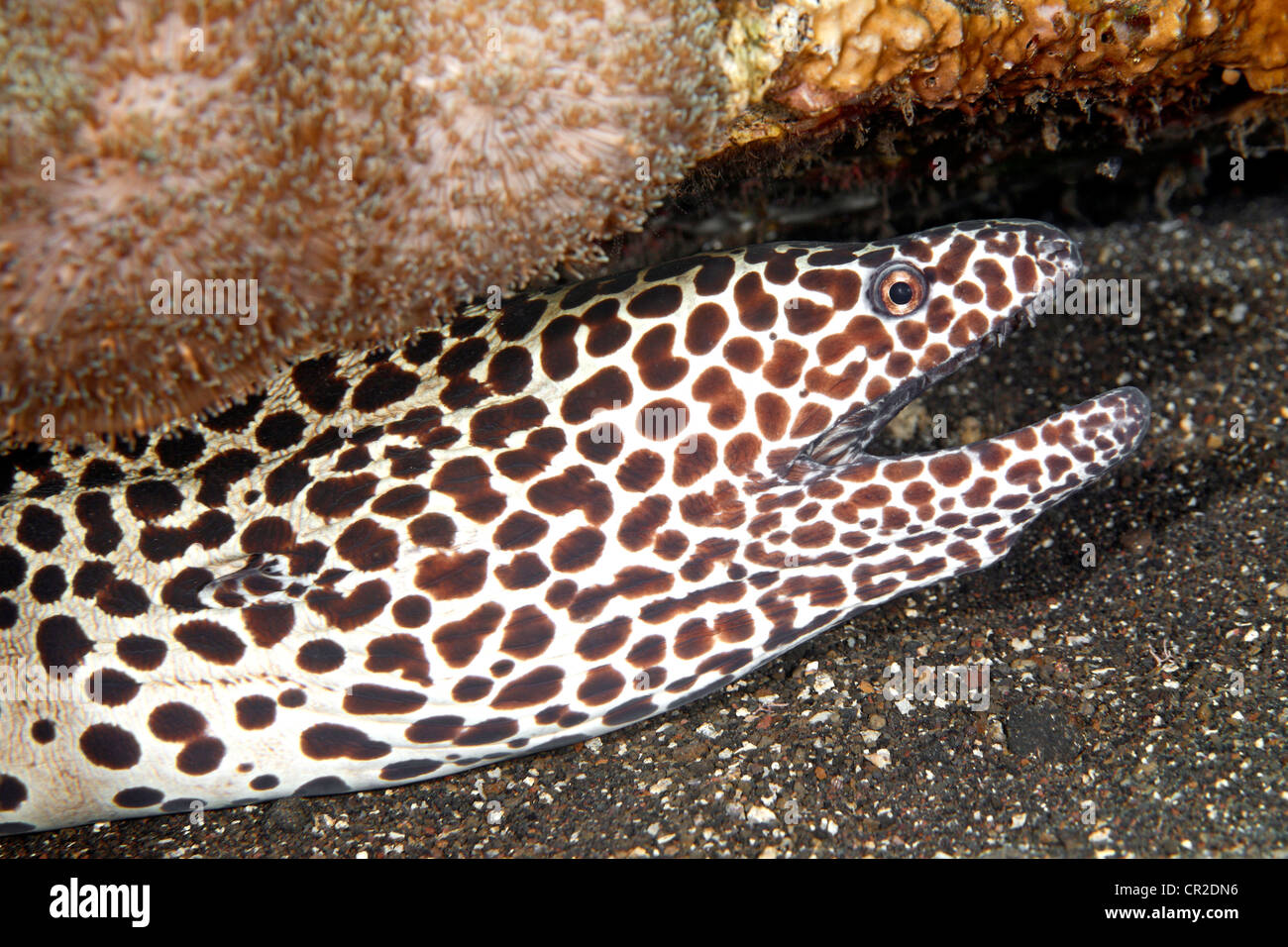 A Honeycomb, or Leopard moray eel, Gymnothorax favagineus. Underwater, Tulamben, Bali, Indian Ocean. Stock Photo