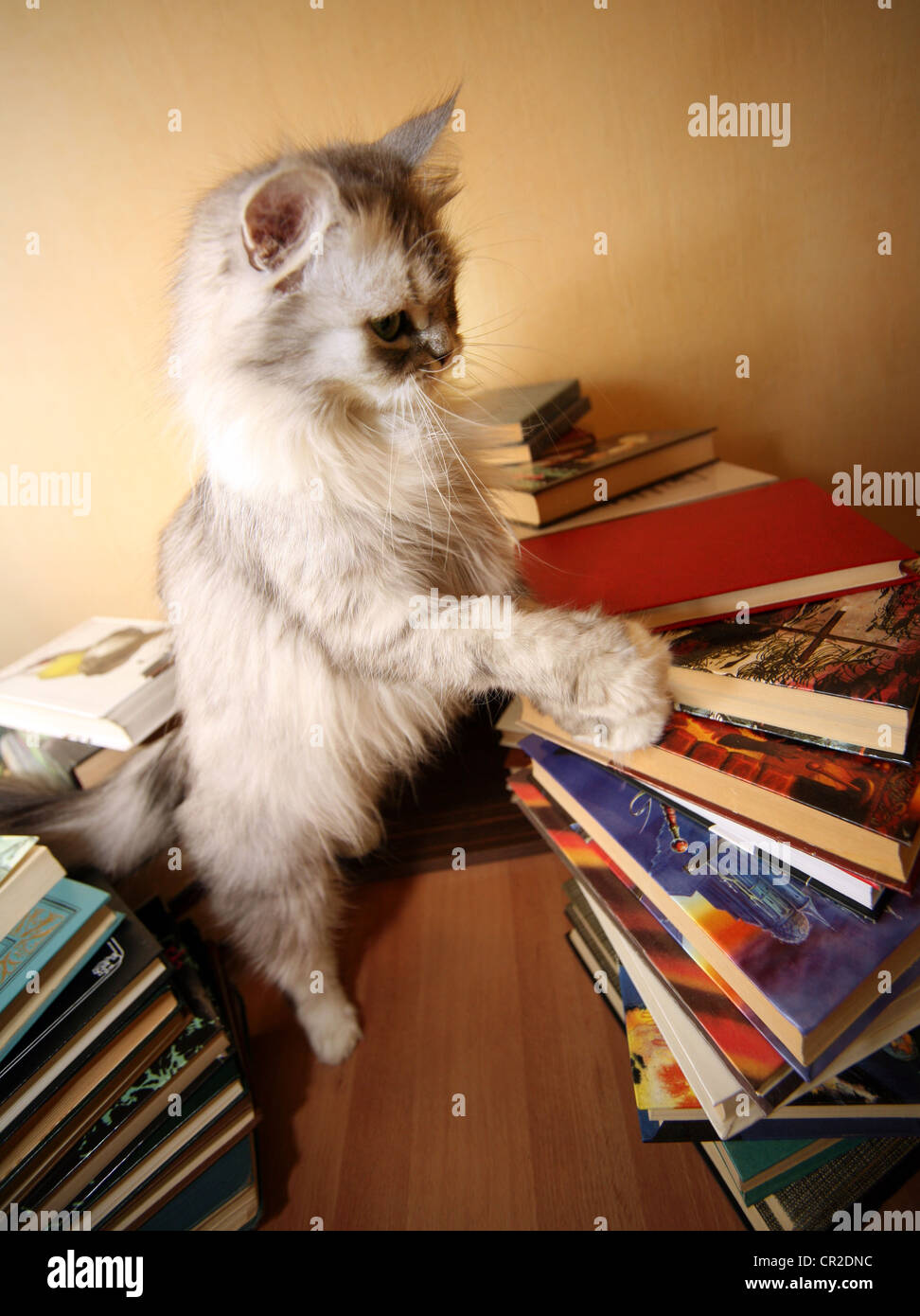 Heap of books and a grey cat Stock Photo - Alamy