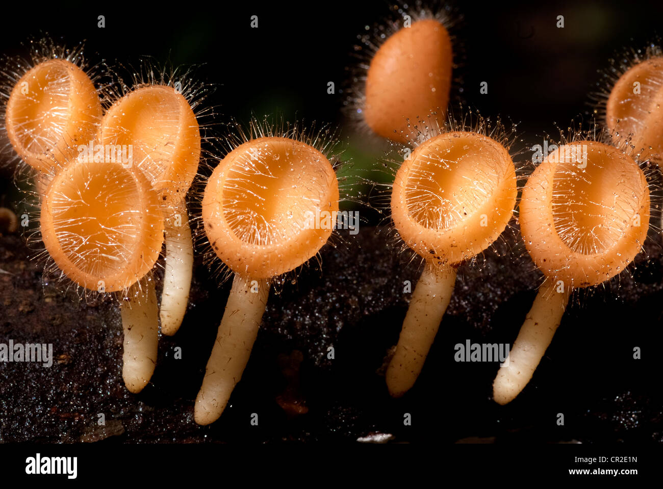 Hairy mushrooms hires stock photography and images Alamy