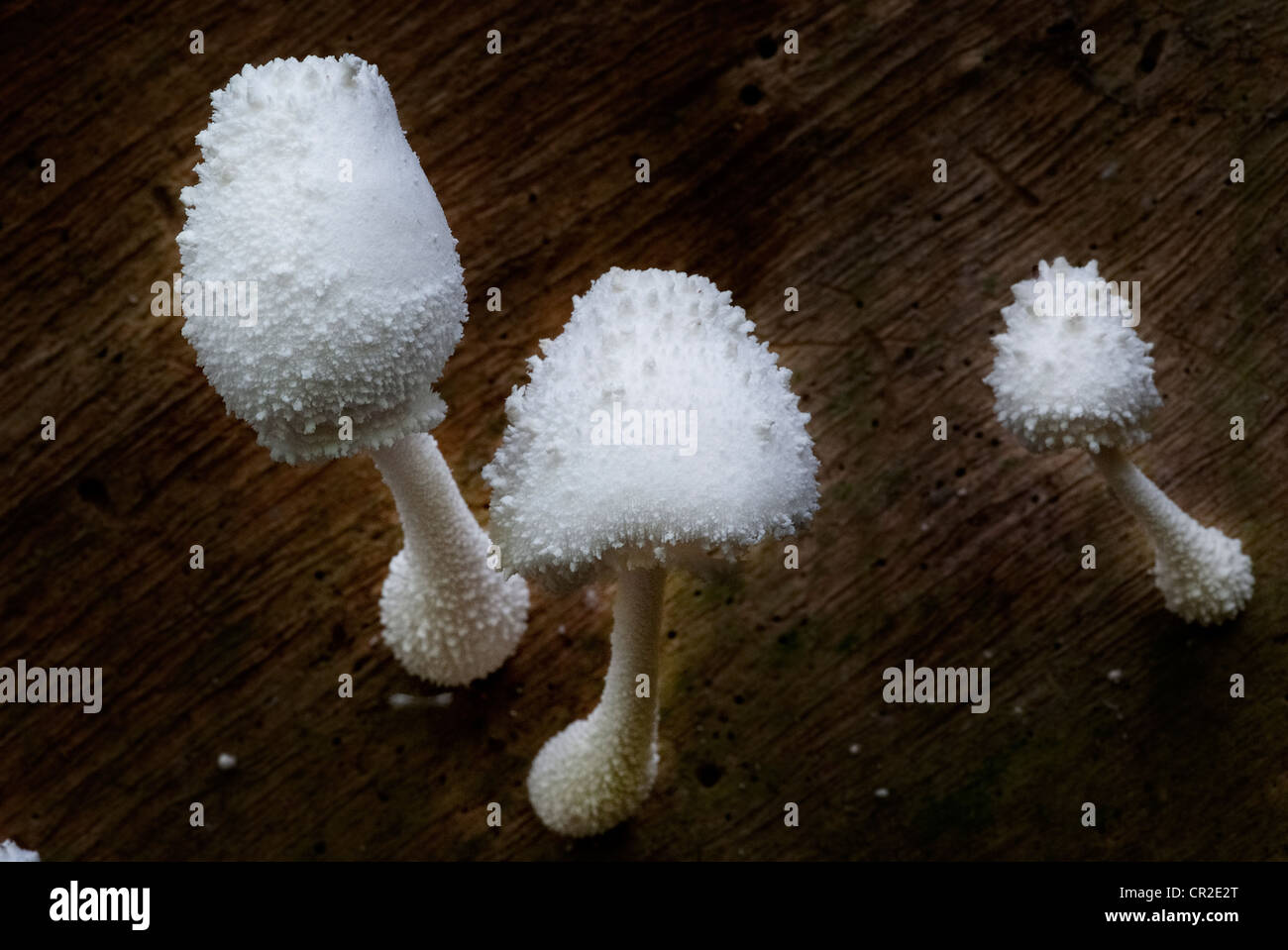 A group of white mushrooms growing out of the timber Stock Photo - Alamy