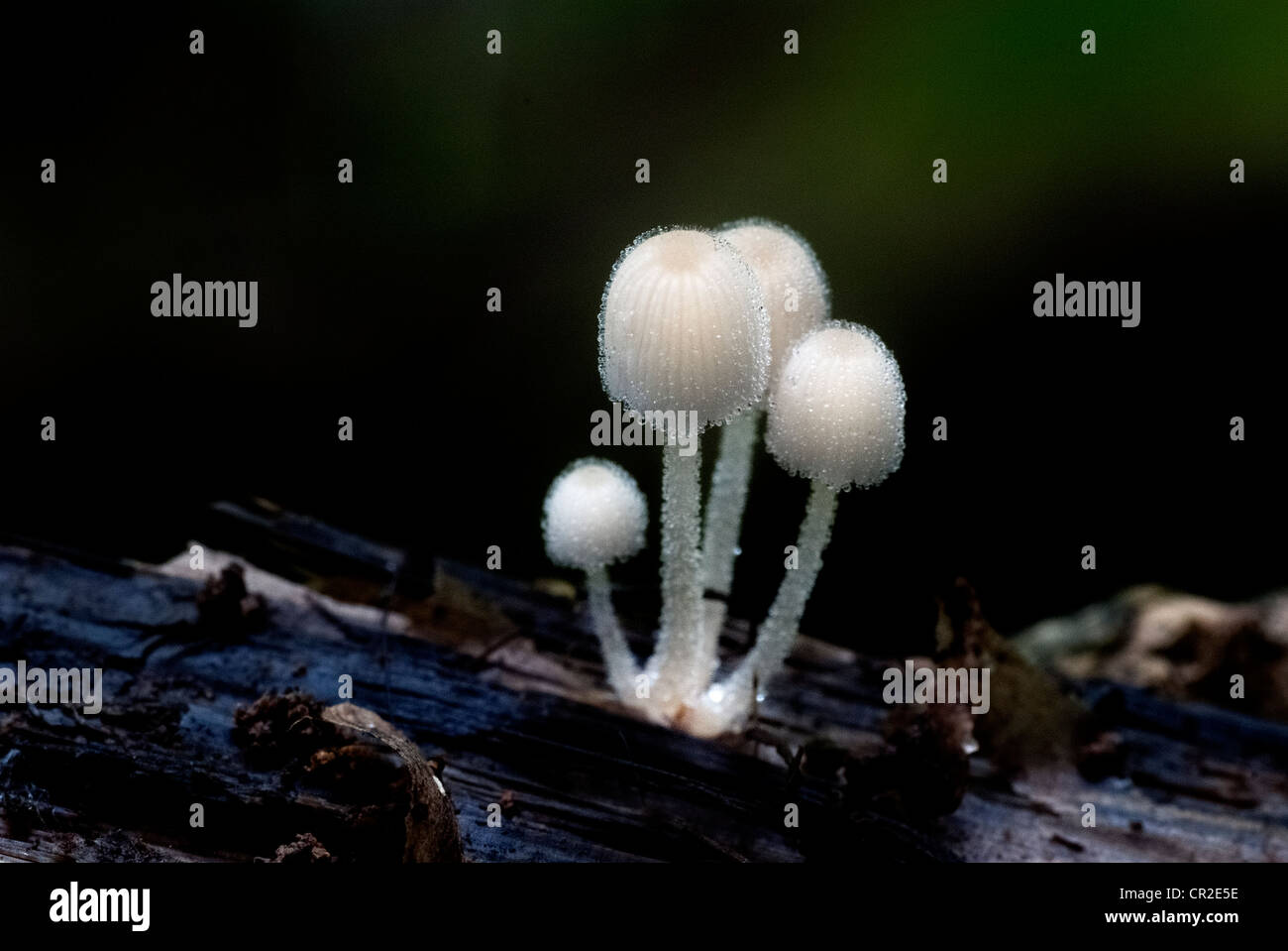 A group of white mushrooms growing out of the timber Stock Photo - Alamy