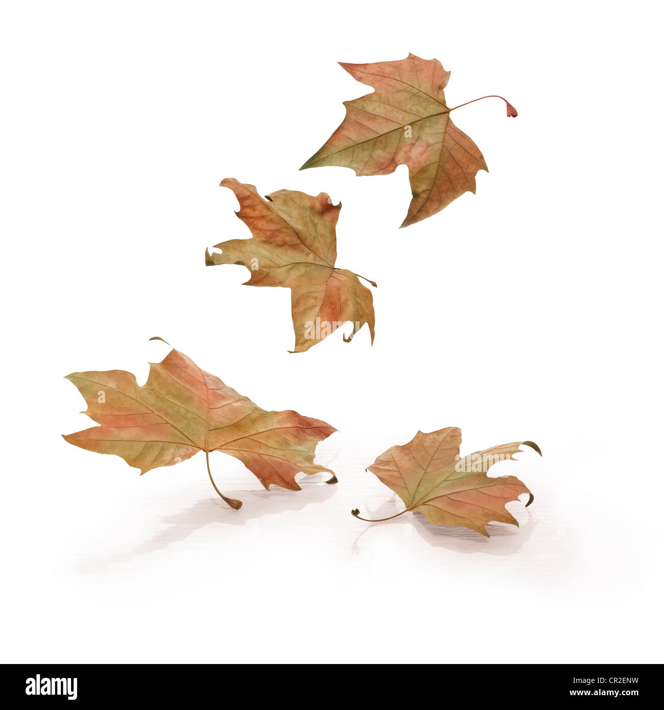 Four falling leaves on white background. Clipping path just on the leaves. Stock Photo