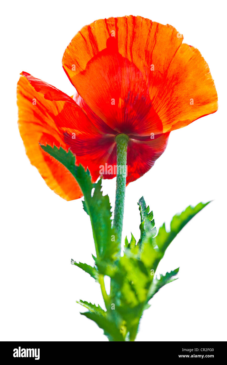 Poppy flower. Big decorative garden poppy isolated on white background Stock Photo