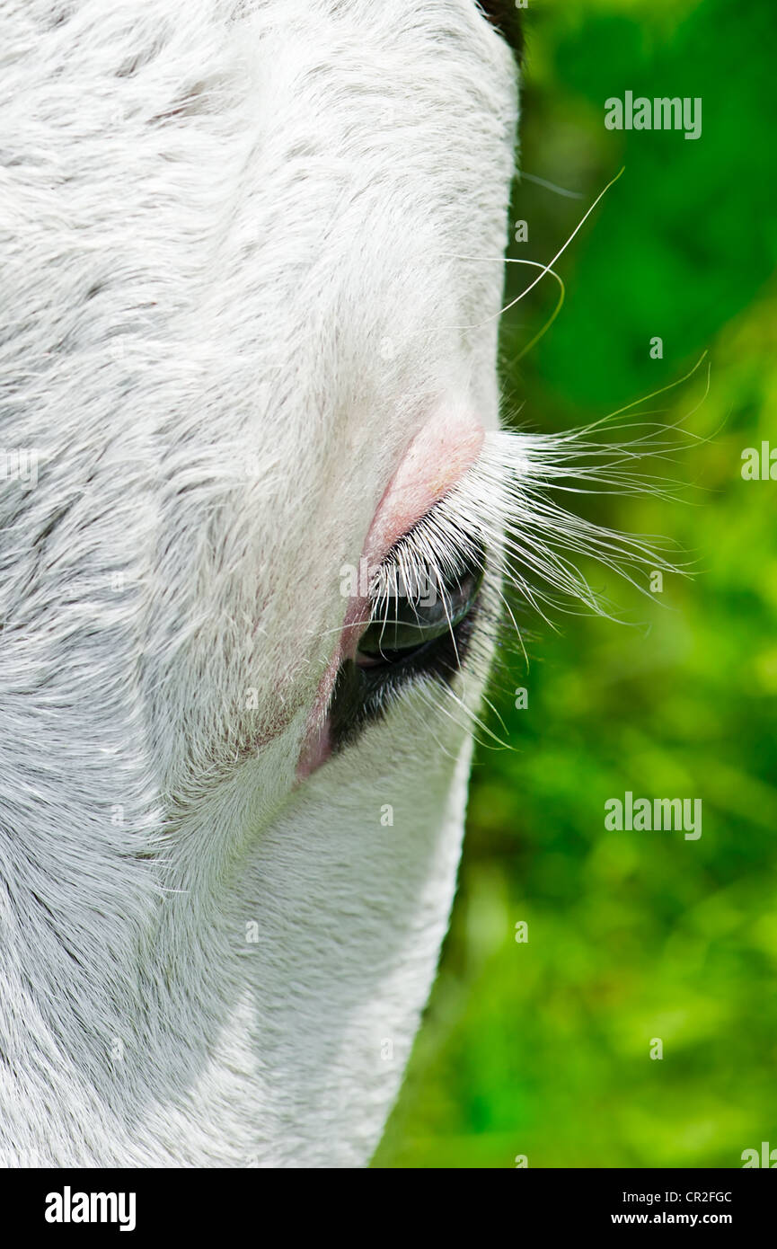 Farm animal. Close up portrait of little cow on meadow Stock Photo