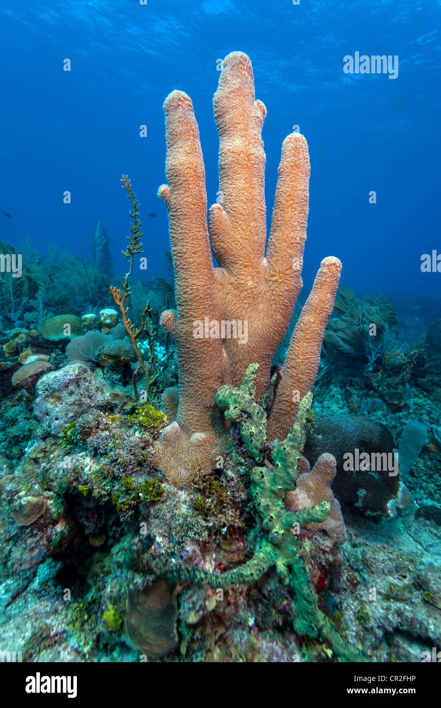Coral reef off the coast of Roatan Honduras Pillar corals (Dendrogyra cylindricus) Stock Photo