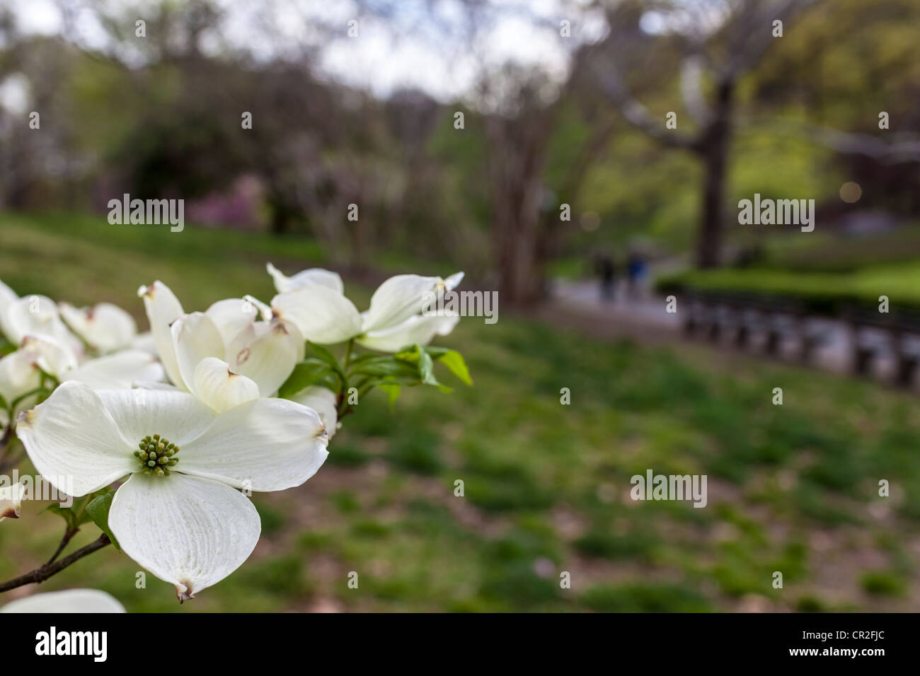 Cornus florida (Flowering Dogwood) Central Park, New York City in ...