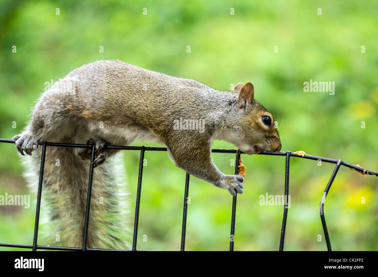 eastern gray squirrel eating peanut butter off fence in Central Park
