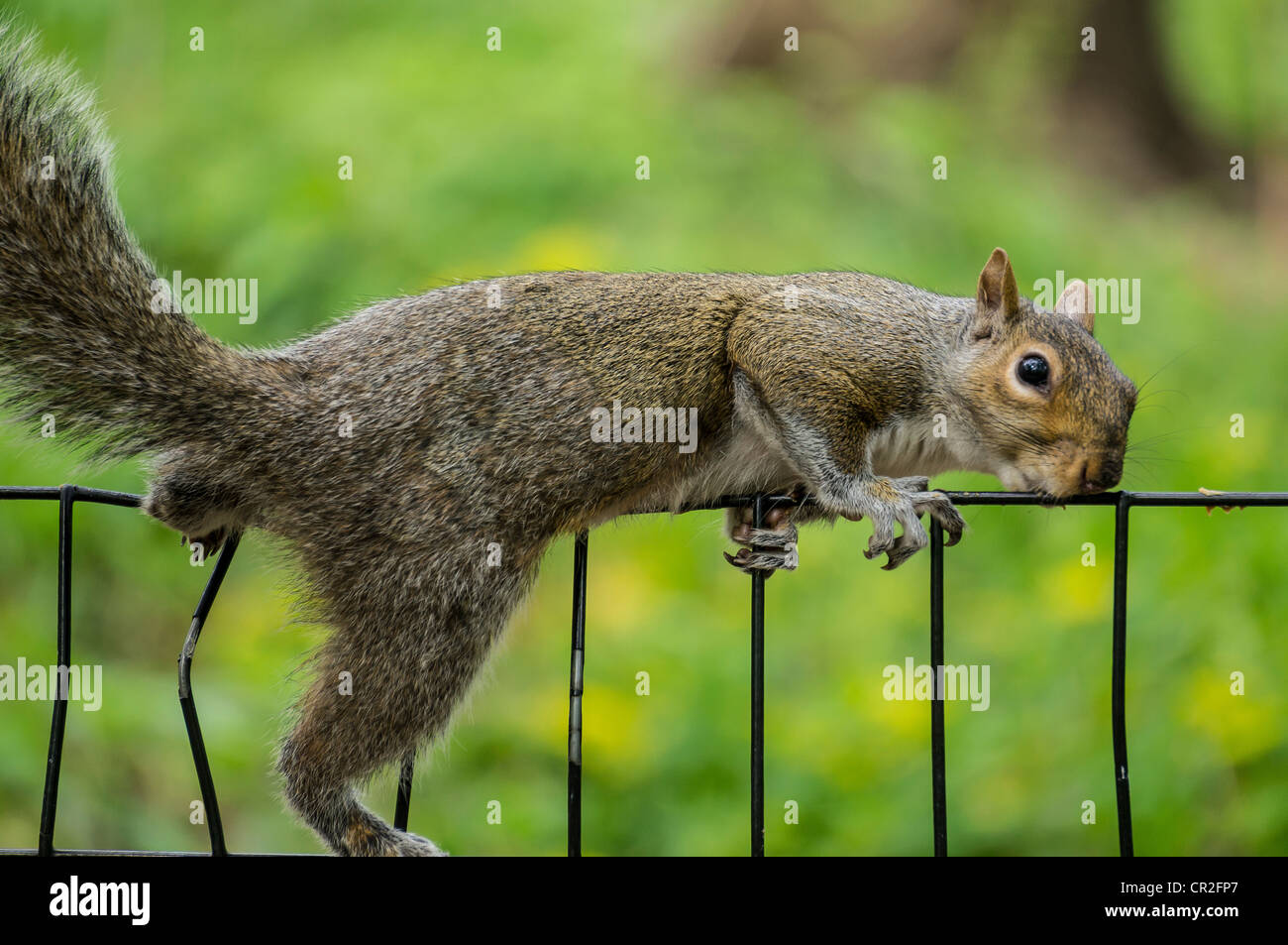 eastern gray squirrel eating peanut butter off fence in Central Park, New York City Stock Photo