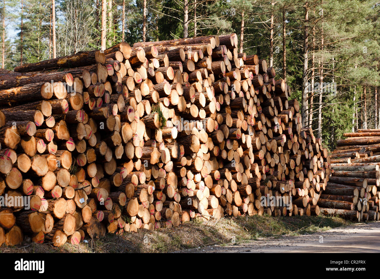 freshly sawn logs at rural roadside Stock Photo