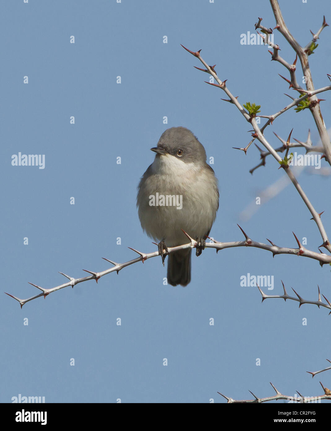 Lesser Whitethroat Sylvia curruca on territory Stock Photo