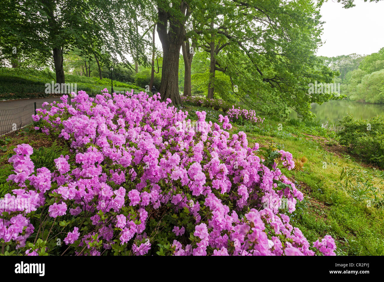 Pink Azaleas in Central Park, New York City in spring Stock Photo