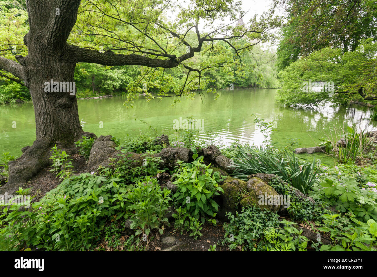 Knoll on lake near Wagner's cove in Central Park in the early spring
