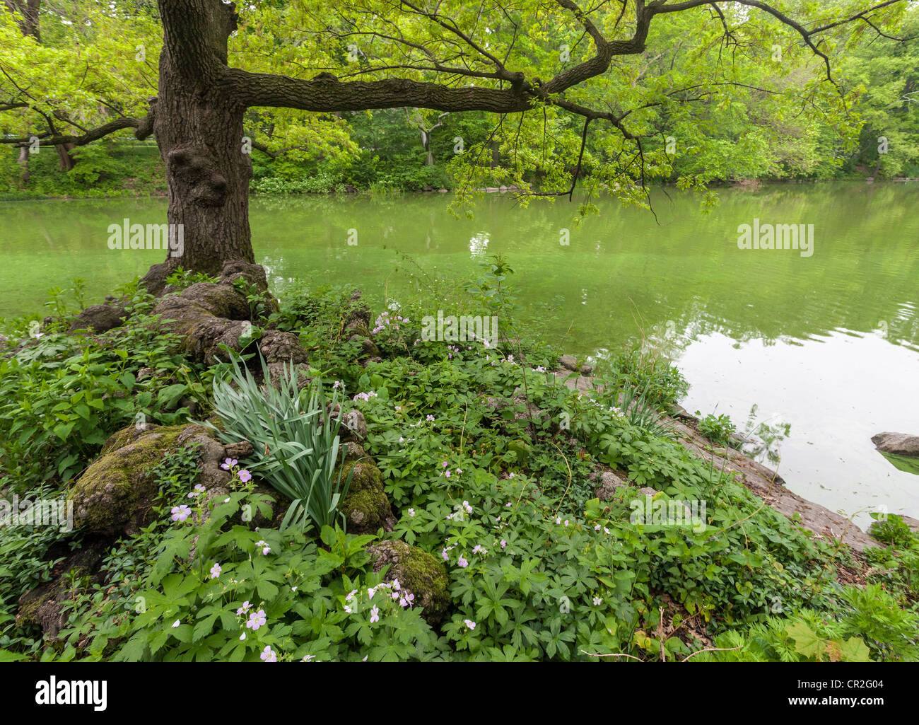 Knoll on lake near Wagner's cove in Central Park in the early spring