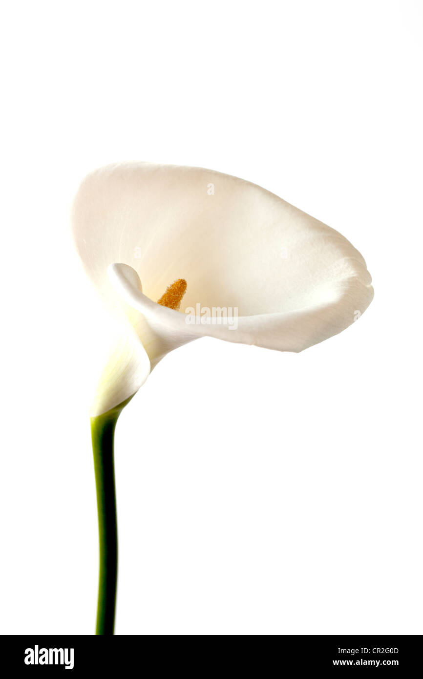 Calla lily Easter lily Arum lily pig's ear lili Stock Photo Alamy