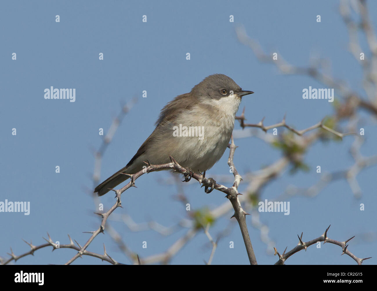 Lesser Whitethroat Sylvia curruca on territory Stock Photo