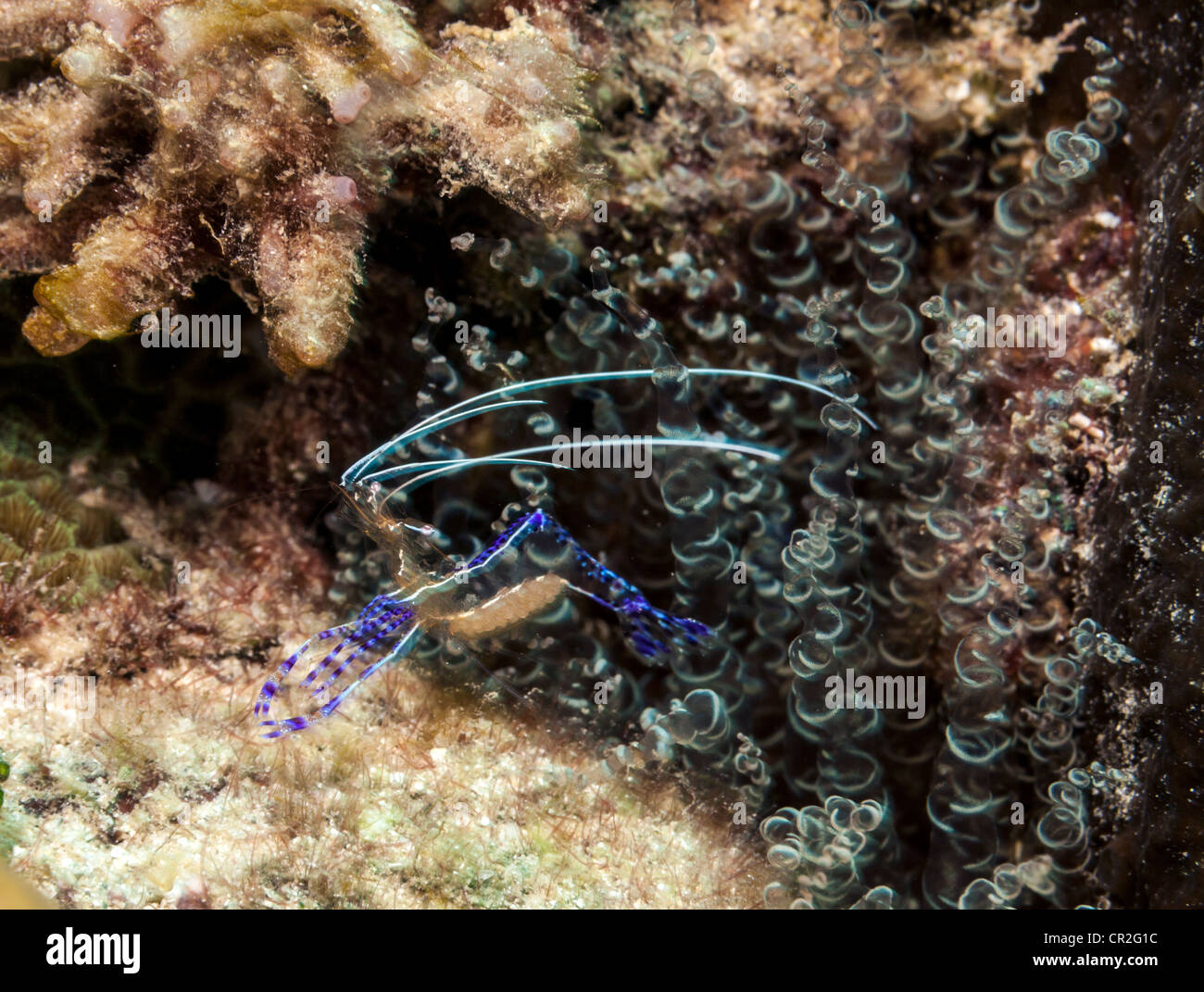 Pederson hi-res stock photography and images - Alamy