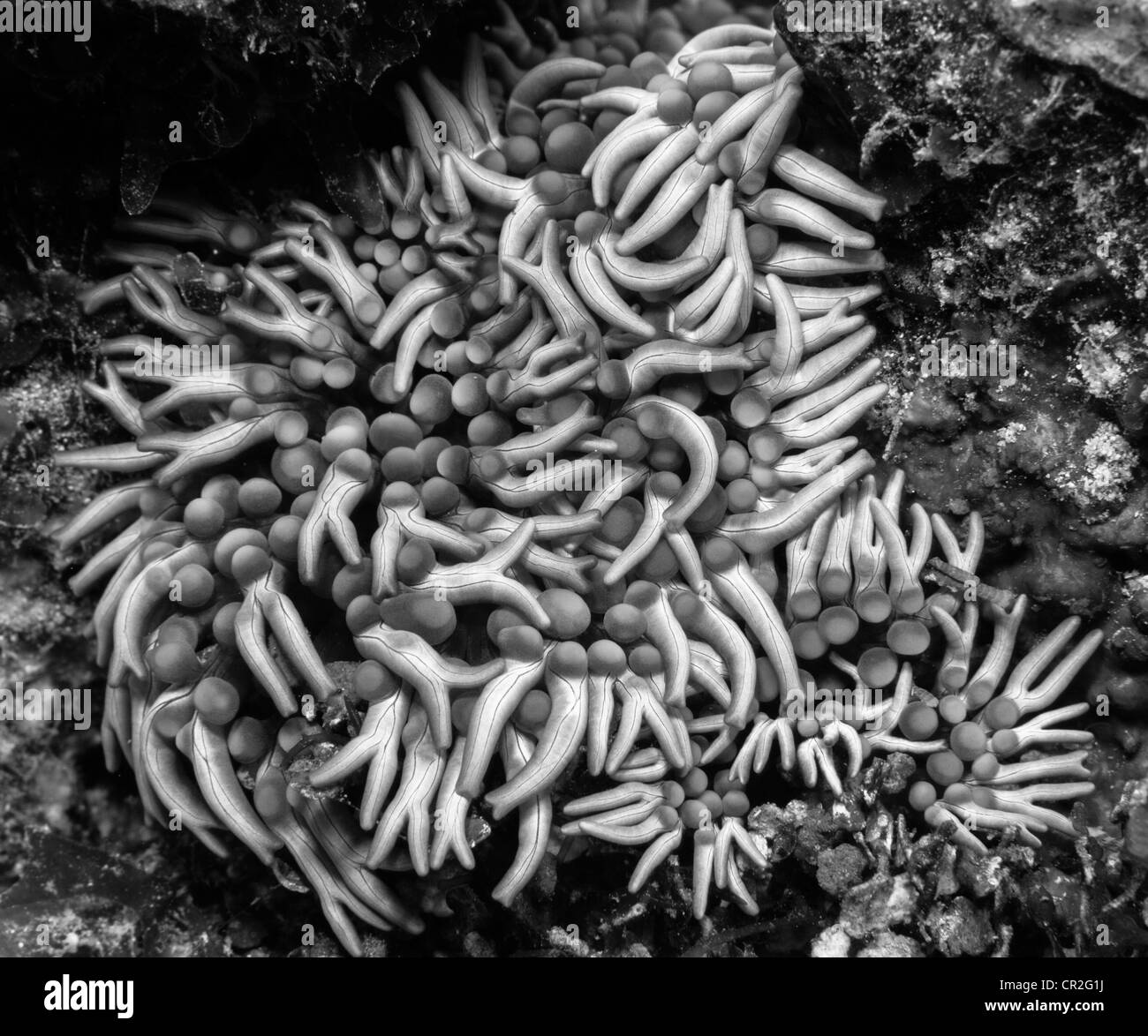 Branching anemone Lebrunia danae underwater off the coast of Roatan Hunduras Stock Photo