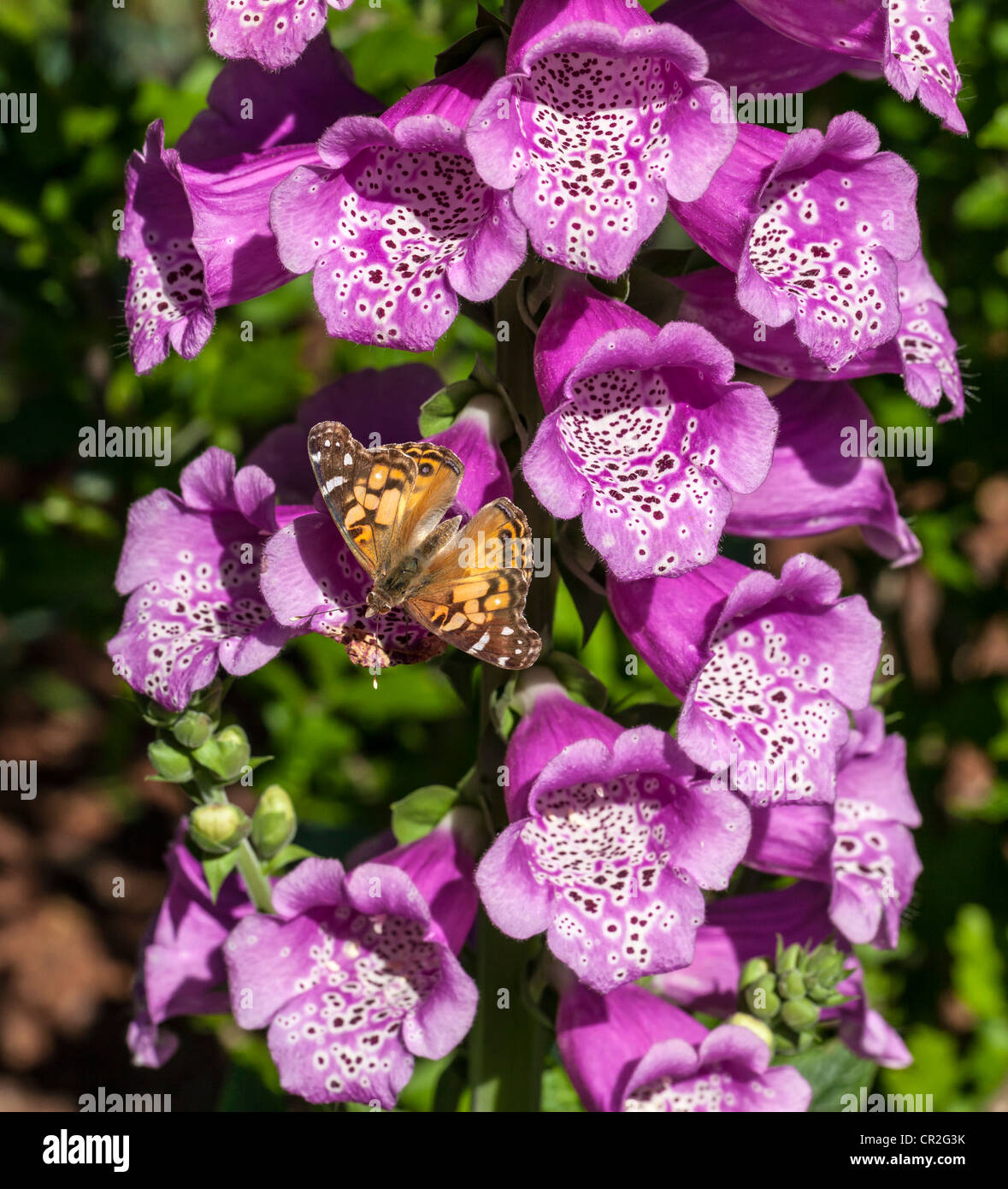 American Painted Lady or American Lady (Vanessa virginiensis) butterfly