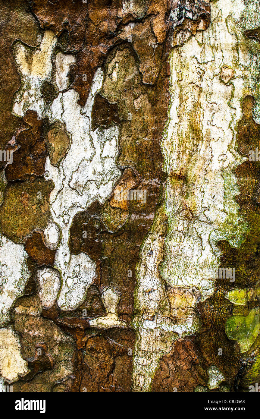 Bark of Sycamore tree Stock Photo Alamy