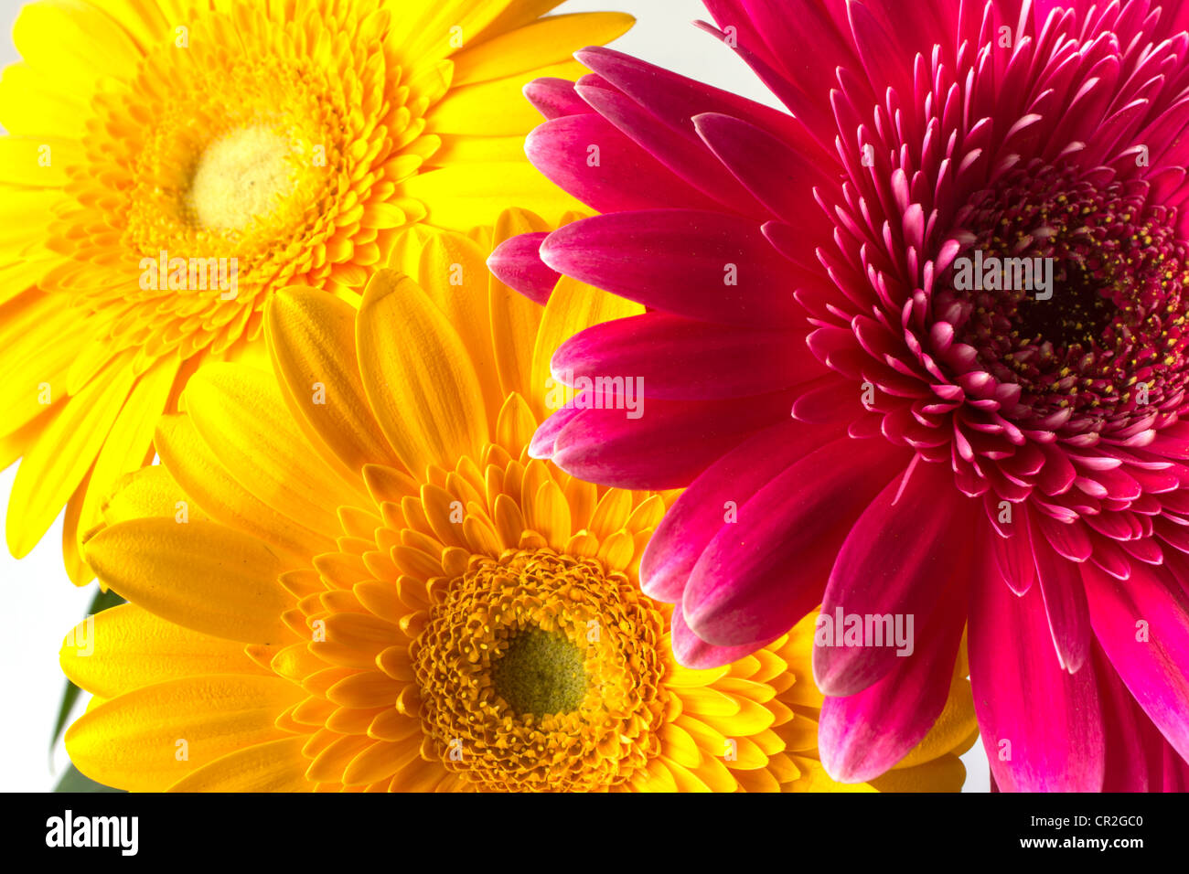 Barberton daisy (Gerbera jamesonii) African Daisy in studio setting on