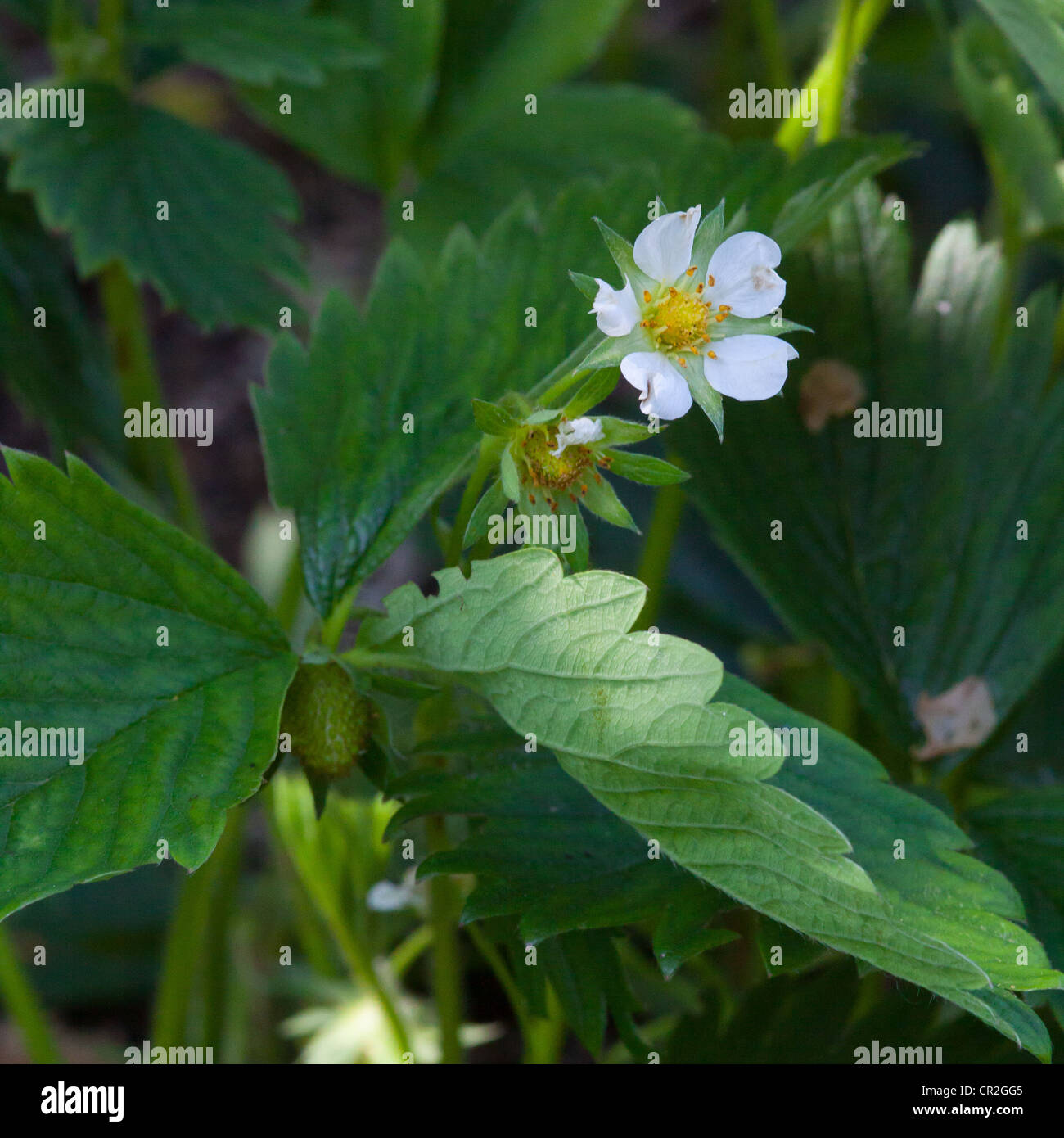 Strawberry plant gariguette in flower Stock Photo