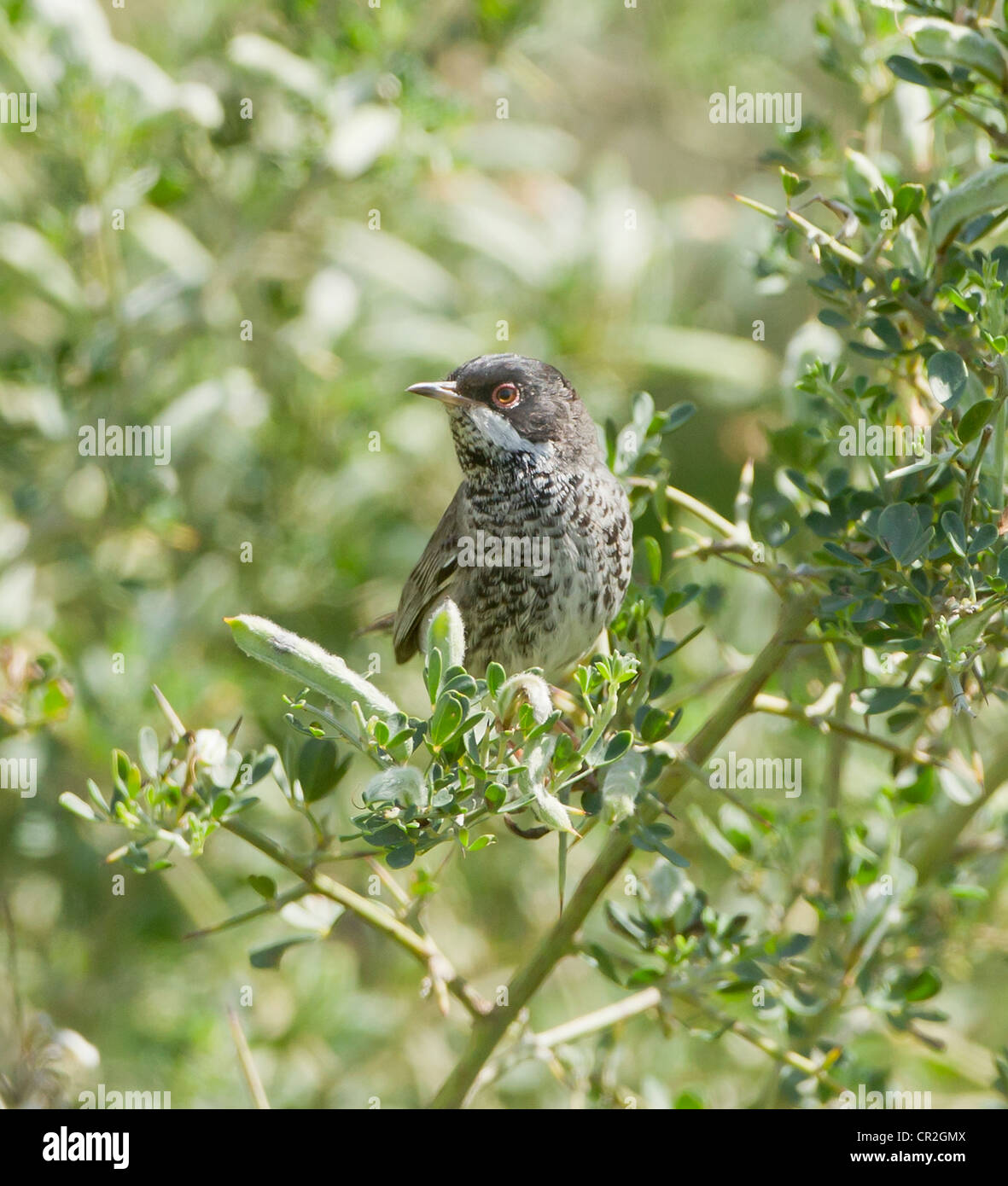 Cyprus Warbler Male Sylvia melanothorax on territory Cyprus April Stock Photo