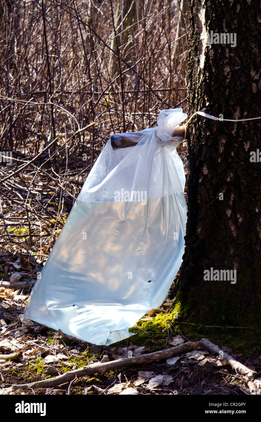 Birch sap flow to polyethylene bag. Natural and healthy drink from tree trunk. Stock Photo