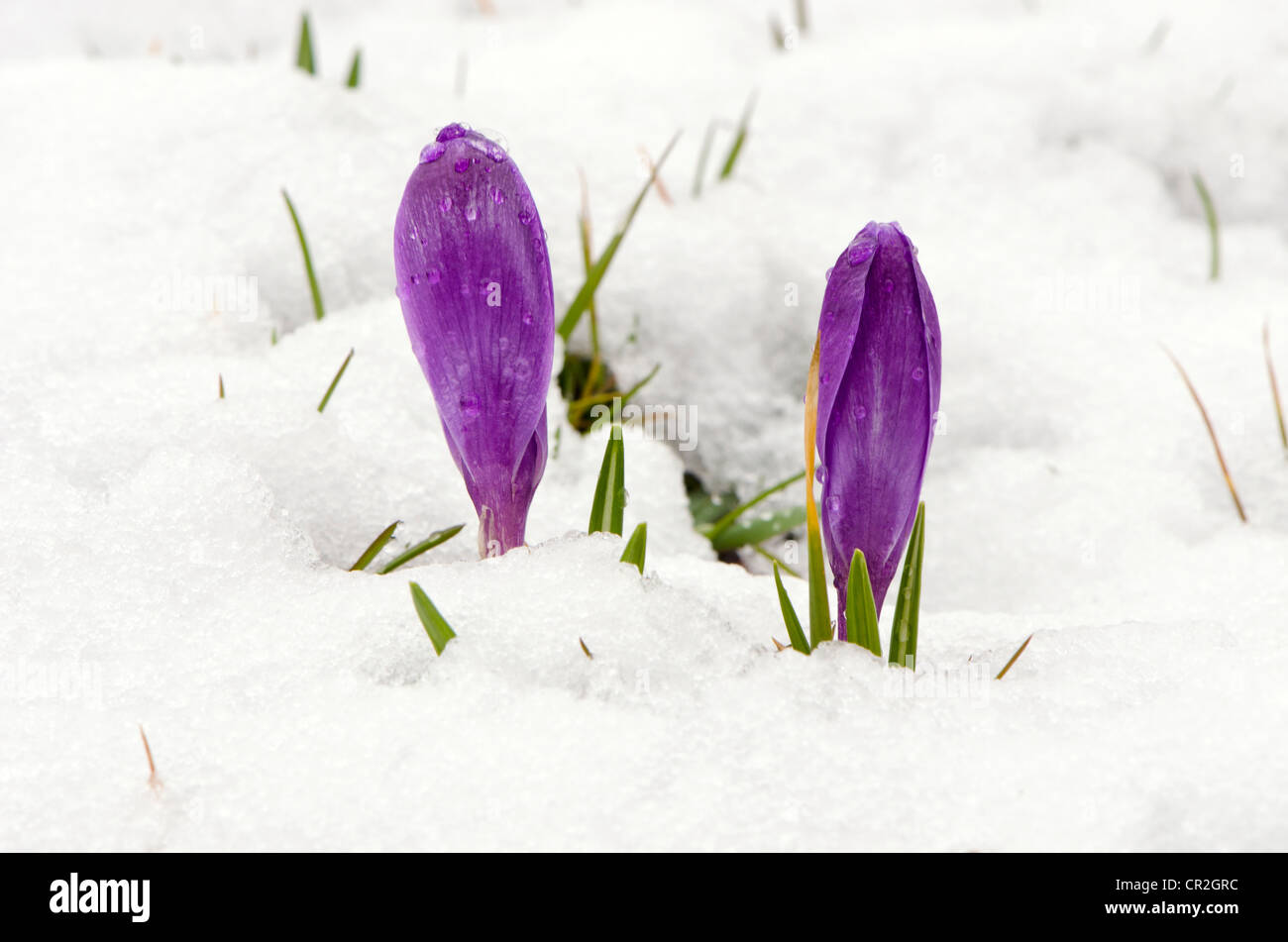 Crocus saffron first spring flowers between melting snow. Violet blooms