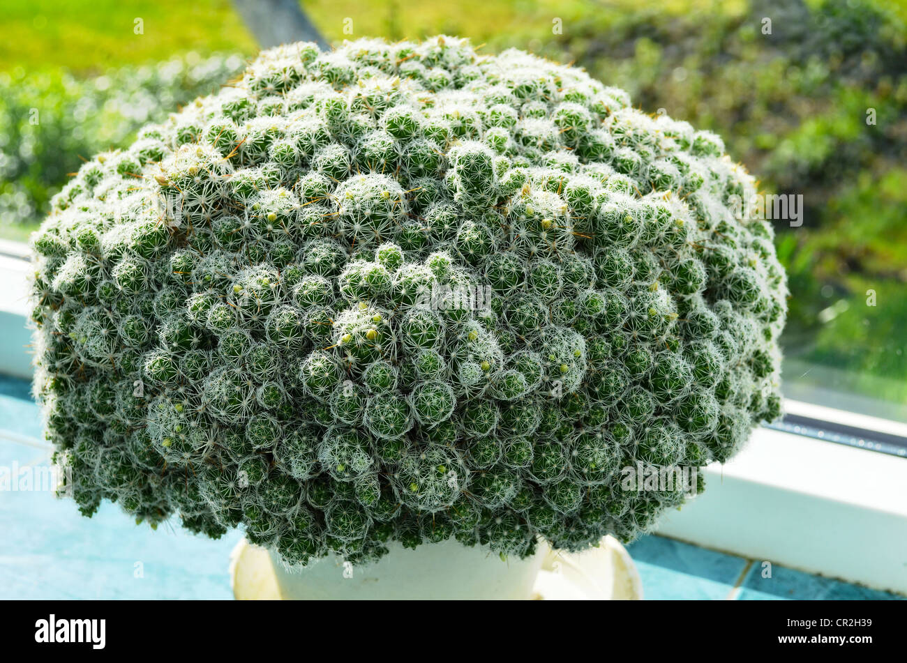 Cactus closeup with many small heads grow in greenhouse conservatory. Stock Photo