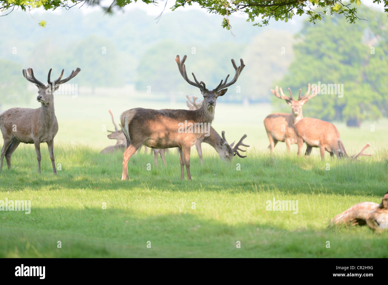 Red deer in Richmond Park Stock Photo - Alamy