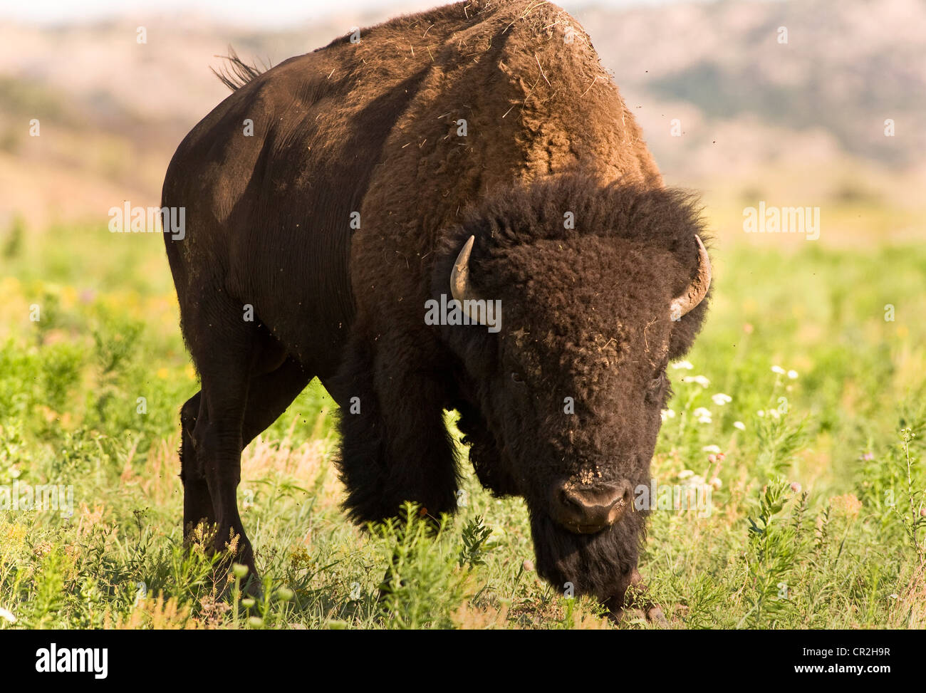 Buffalo hunt plains indian hires stock photography and images Alamy