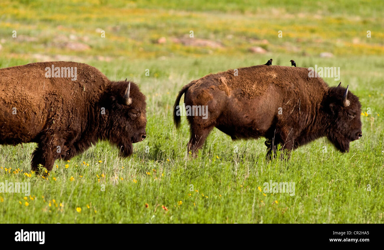 Buffalo on the plains outside Lawton,Oklahoma, USA Stock Photo Alamy