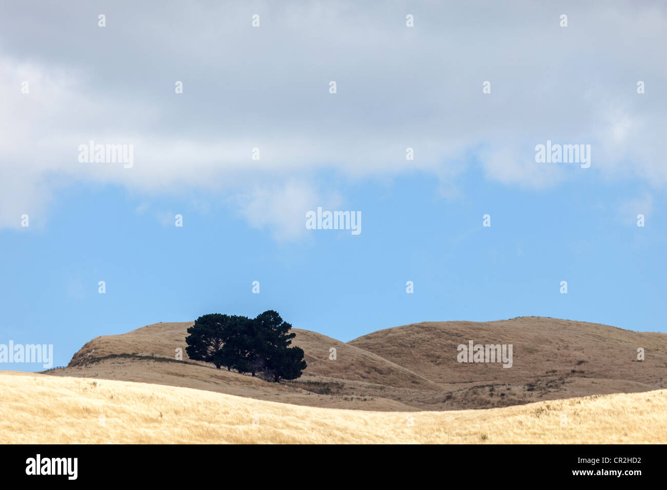 A grassland scene with fluffy clouds and dry yellow grass hills and few trees, New Zealand Stock Photo