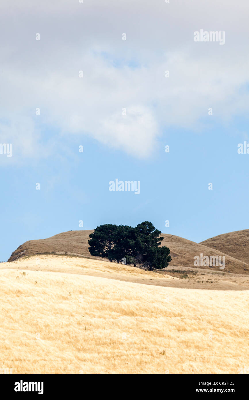 A grassland scene with fluffy clouds and dry yellow grass hills and few trees, New Zealand Stock Photo