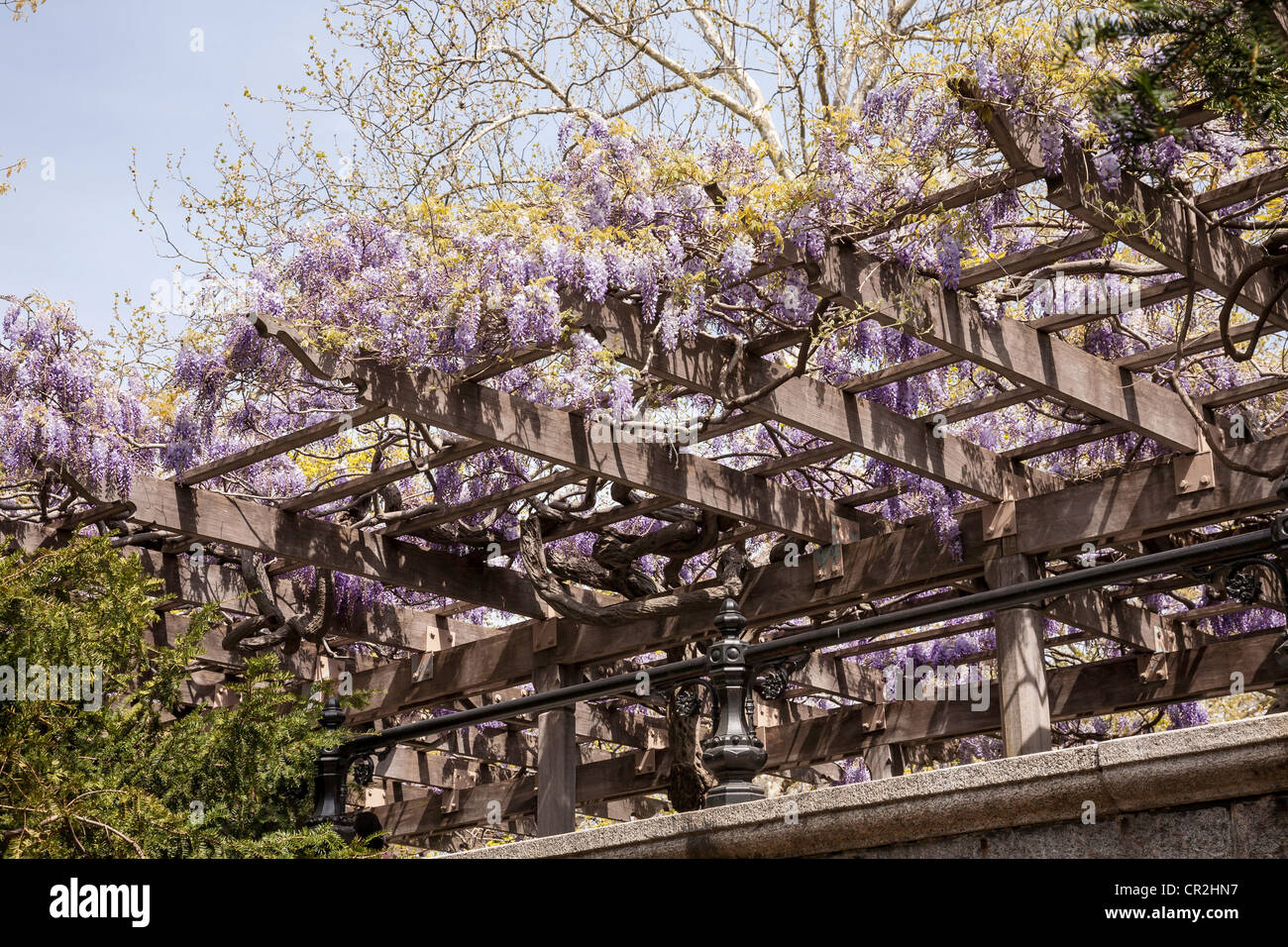 Wisteria Arbor in Central Park, NYC Stock Photo Alamy