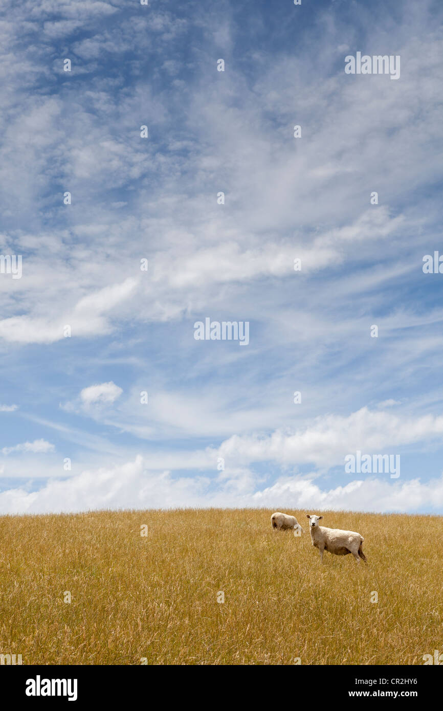A herd of sheep grazing on golden pasture and blue sky with wispy ...