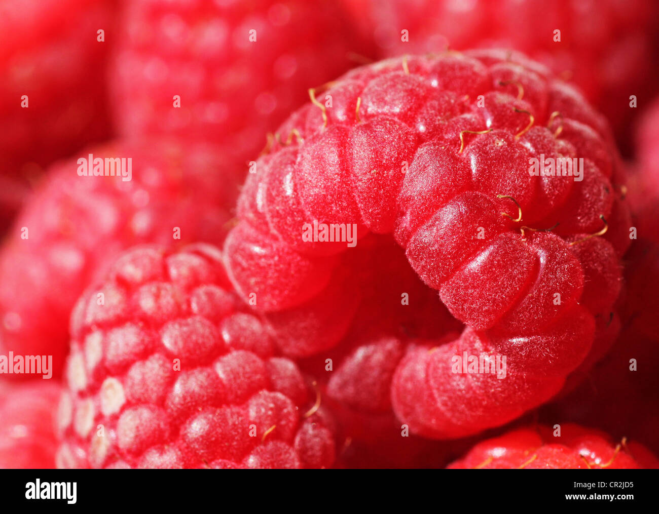 close up of raspberry Stock Photo
