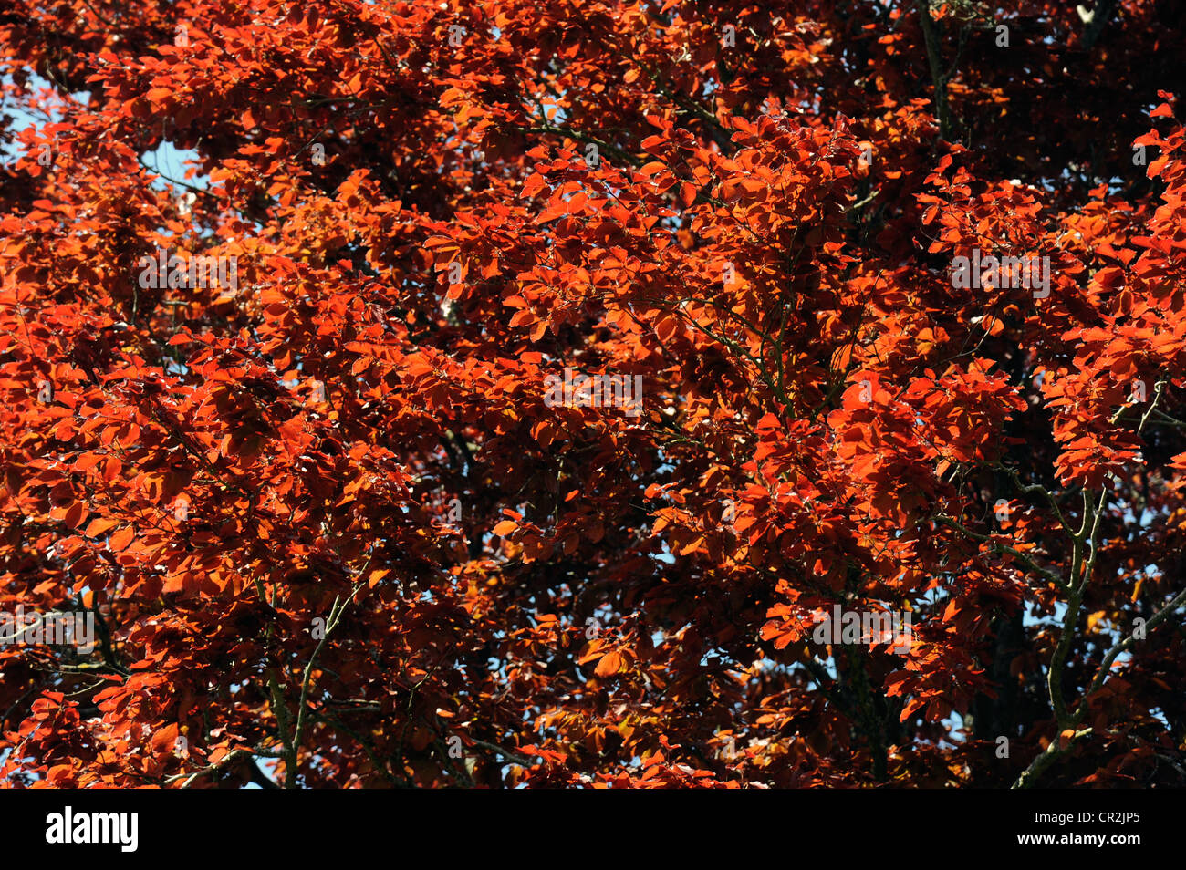 Copper beech foliage in spring Stock Photo Alamy