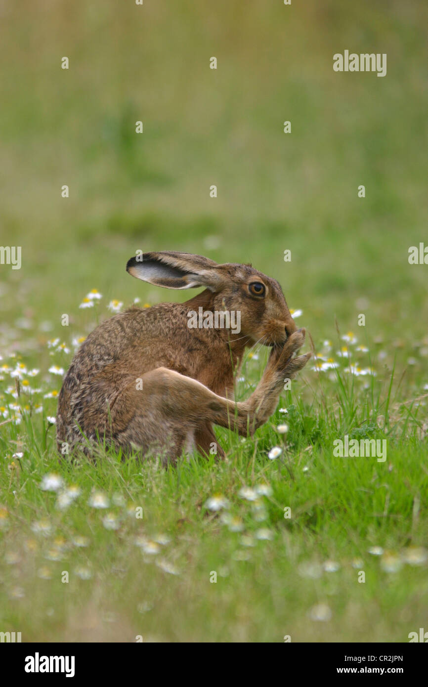 Brown Hare behaviour in Field of grass and daisies Stock Photo