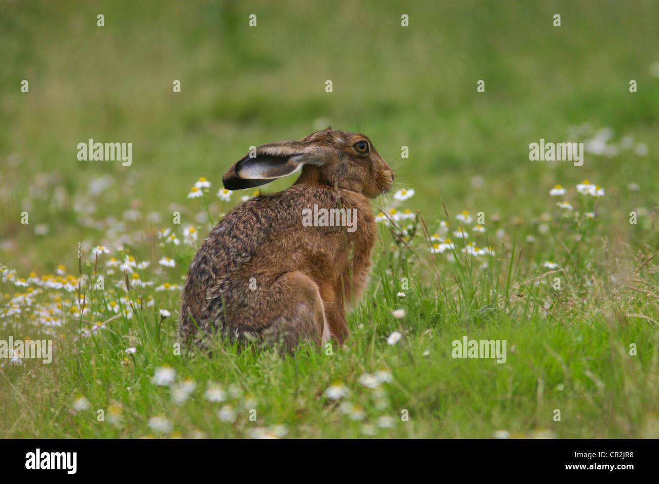 Brown Hare Crouching in Grass Stock Photo - Alamy