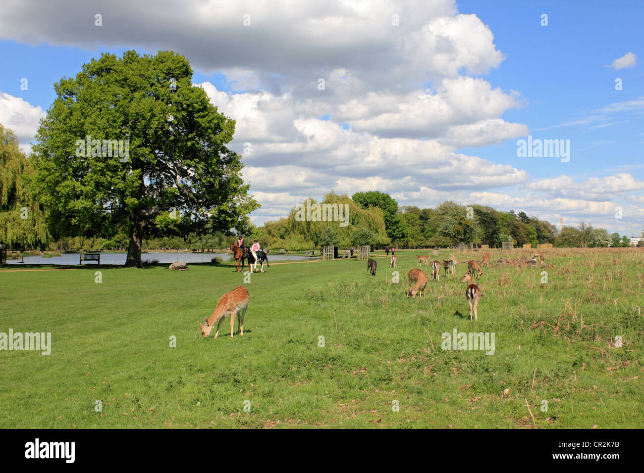 Bushy Park, the Royal park near to Hampton Court SW London England UK Stock  Photo - Alamy