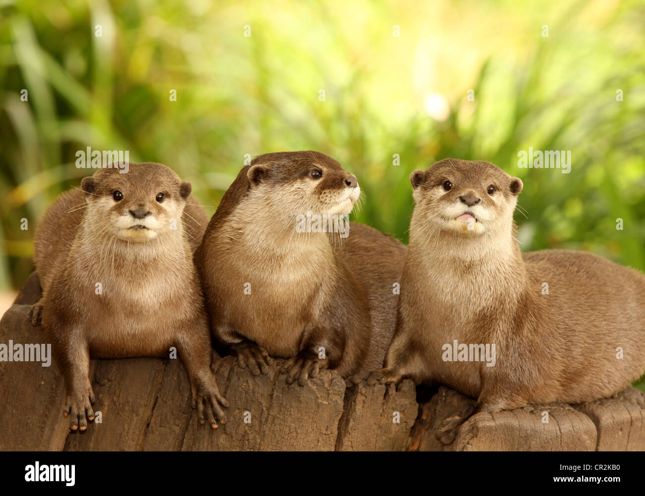 A group of European Otters Stock Photo