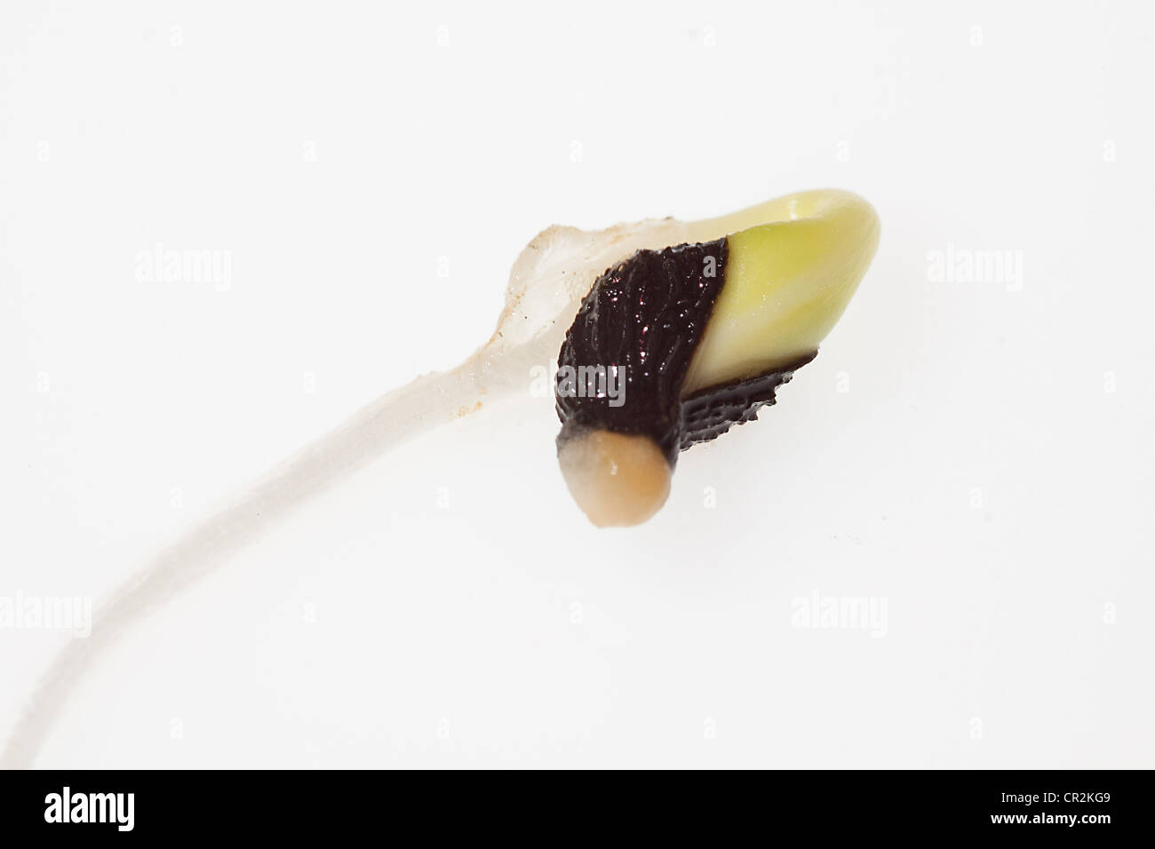 Seed of germinated borage Stock Photo